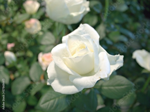 closeup white roses in garden with blurred background ,macro image ,sweet color for card design	