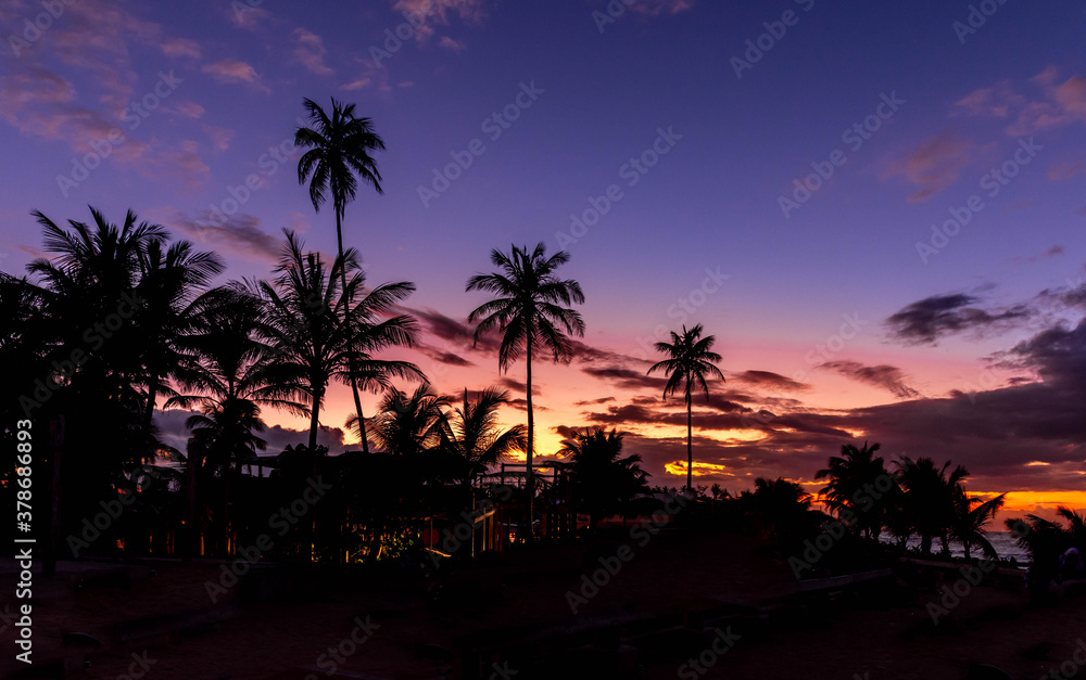 trees at sunset