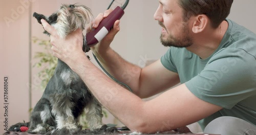 The man with beard and mustashes is clips a yorkshire terrier with a clipper. Dog sits on the table. Wall in the background. photo