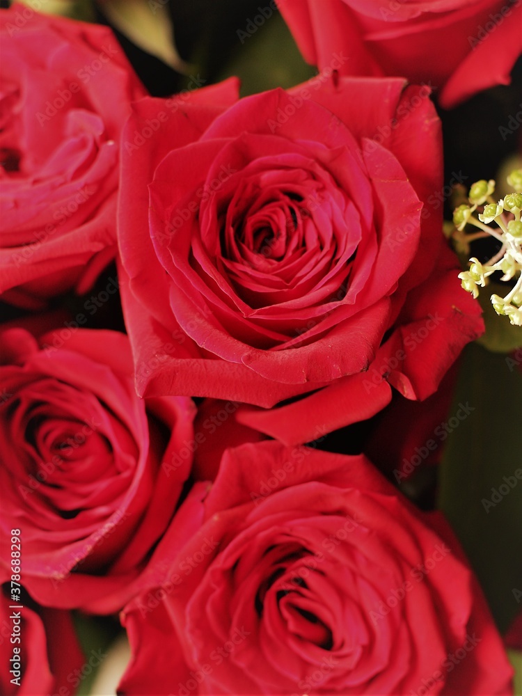Red Rose
Red Rose