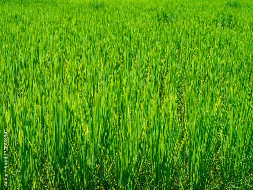 Rice trees in the green fields used for background