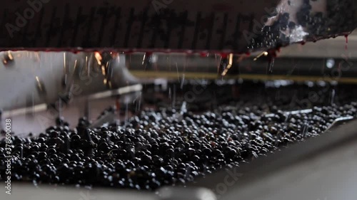 Grape processing, machinery for selecting the best grapes to make top quality wines