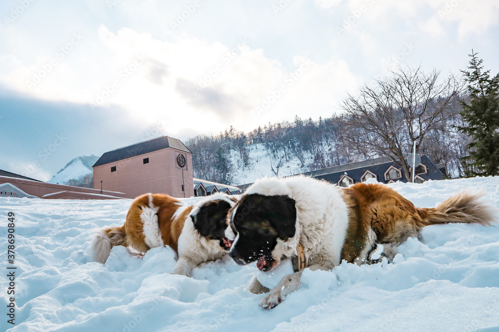 Two of Saint Bernard dogs in winter jumping play and bite each other on white snow ground with background of forest at kiroro sky resort, Hokkaido, Japan Two of Saint Bernard dogs in winter jumping play and bite each other on white snow ground with background of forest at kiroro sky resort, Hokkaido, Japan