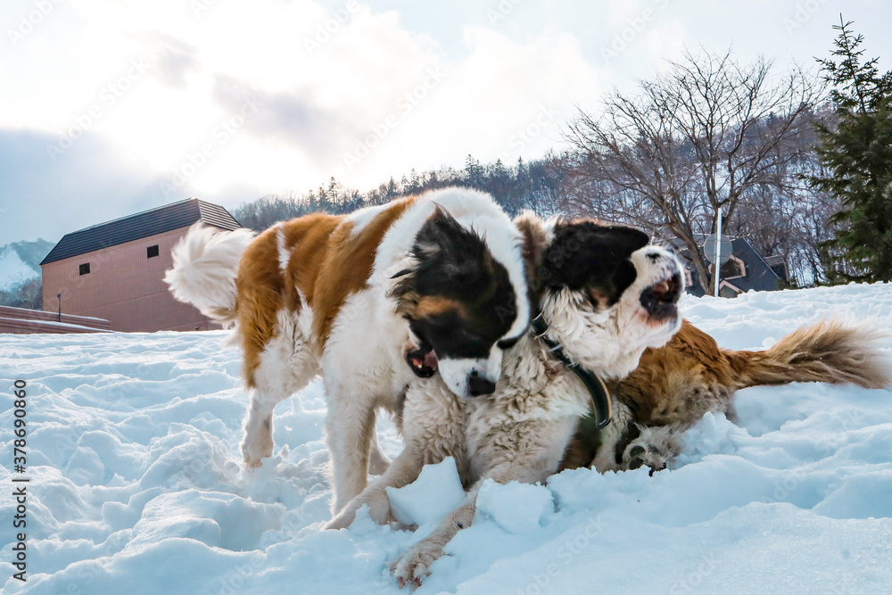 Two of Saint Bernard dogs in winter jumping play and bite each other on white snow ground with background of forest at kiroro sky resort, Hokkaido, Japan