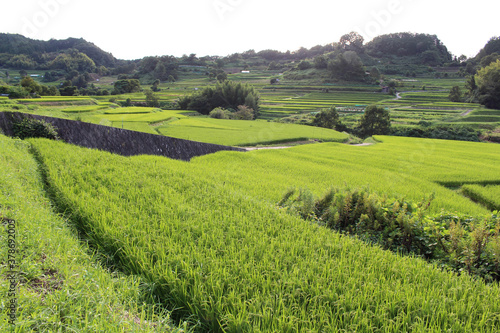 Paddy field or rice terrace in Asuka, Nara, Japan. Taken in September 2019.