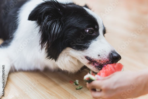 cute border collie is eating watermelon © Anciens