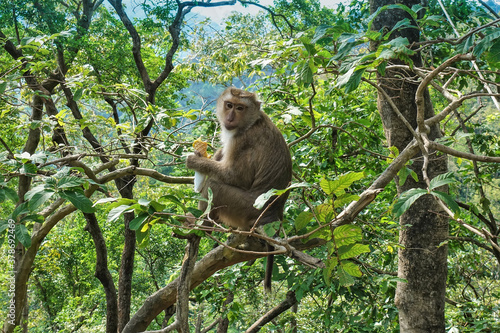 Canvas Print A fluffy monkey sits on the branches of a tree, looks at the camera, holds ice cream in its paws