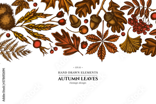 Colored elements design with fern, dog rose, rowan, ginkgo, maple, oak, horse chestnut, chestnut, hawthorn