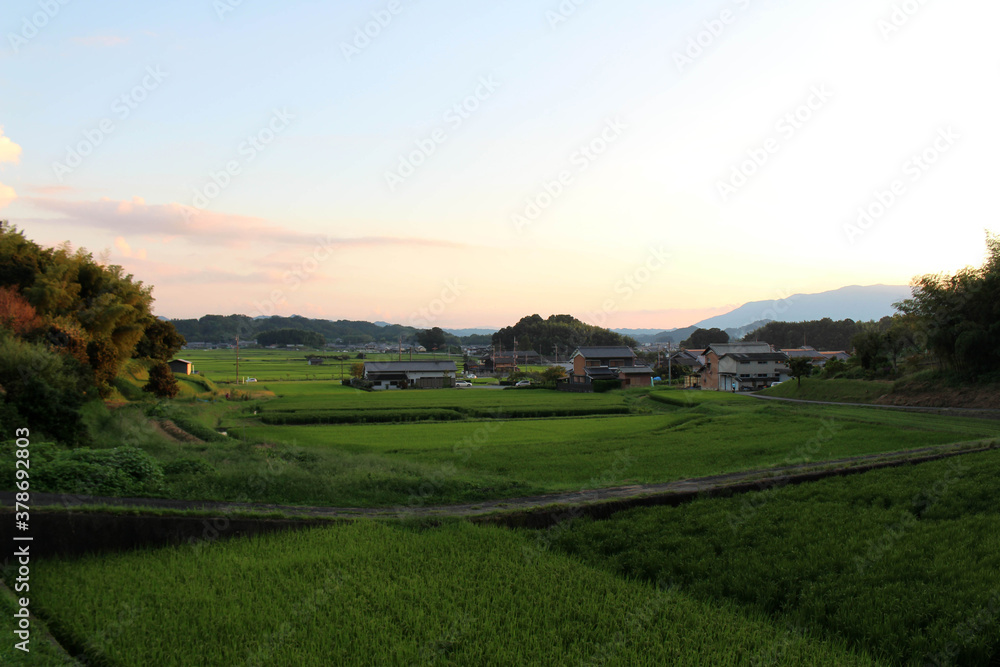 Paddy field and housing area in the afternoon