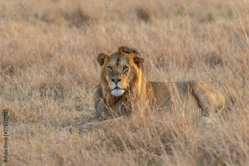 Male Lion sitting  in a dry grassland seen at Masai Mara, Kenya, Africa