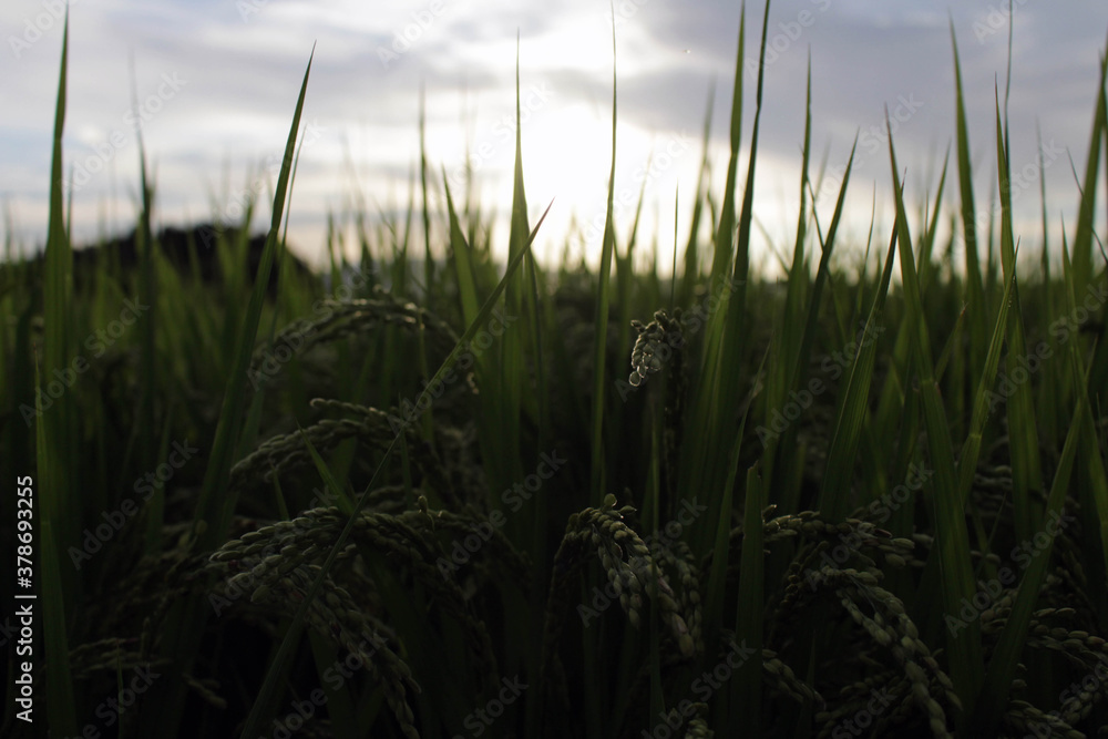 Grain of rice in paddy field during sunset.