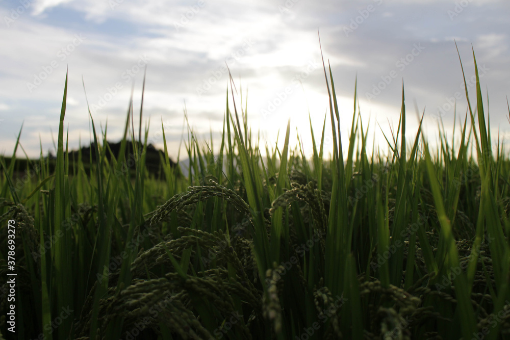 Fototapeta premium Grain of rice in paddy field during sunset.