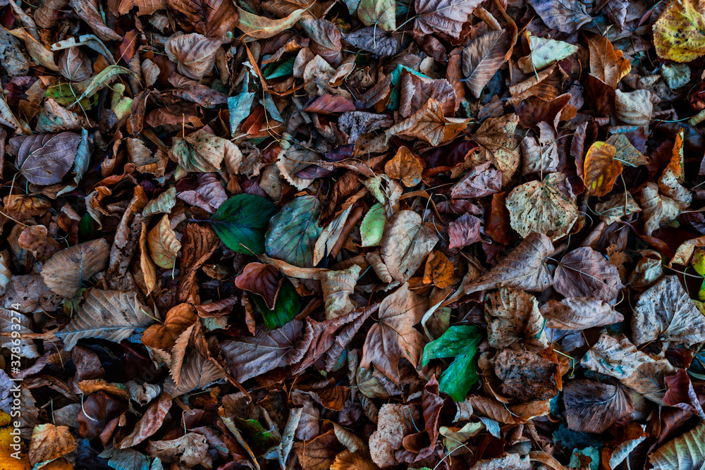 Colorful autumn leaves