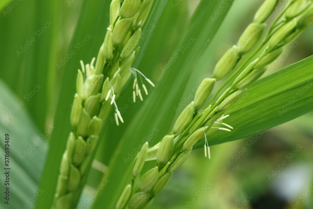 The pollen of the rice flower is waiting for pollination. The pollen of the rice flower is waiting for pollination.