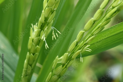 The pollen of the rice flower is waiting for pollination.