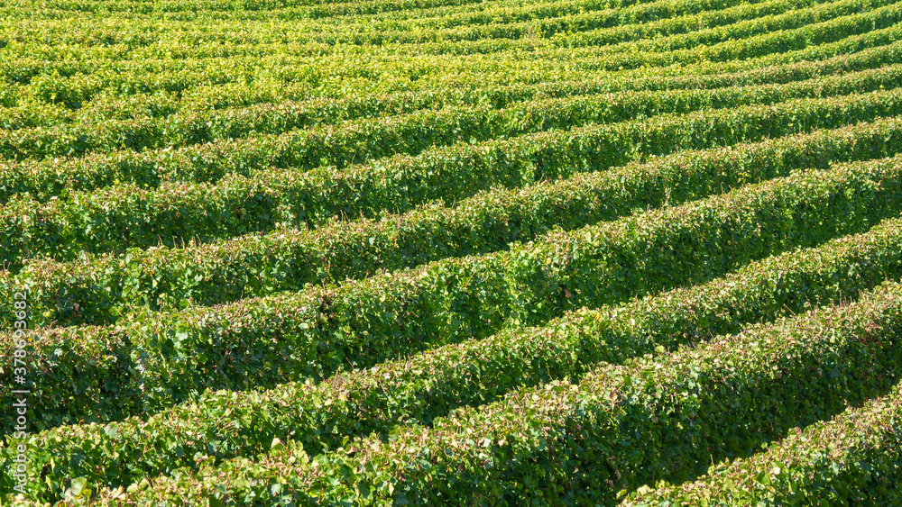 Amazing landscape at the vineyards of the Trentino Alto Adige in Italy. The wine route. Natural contest. Rows of vineyards. South Tyrolean wine culture