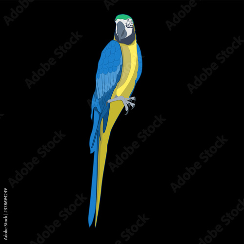 Bird blue-and-yellow macaw vector illustration isolate black background.