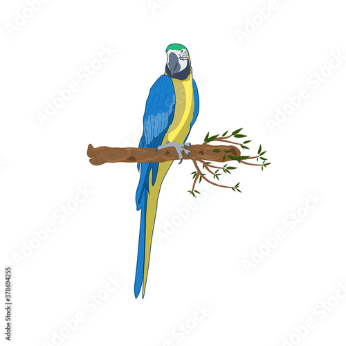 Bird blue-and-yellow macaw standing on branch, vector illustration isolate white background.