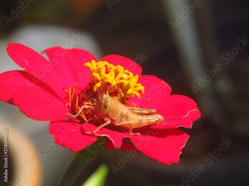 grasshopper on the flower for background or wallpaper