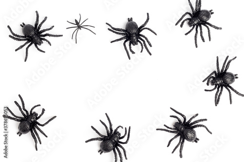 black spider isolated on a white background © suriya