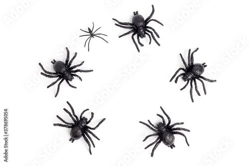 black spider isolated on a white background