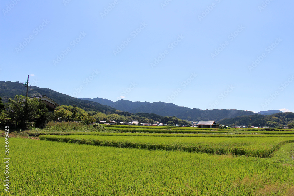 Green paddy field and Japanese houses in Asuka