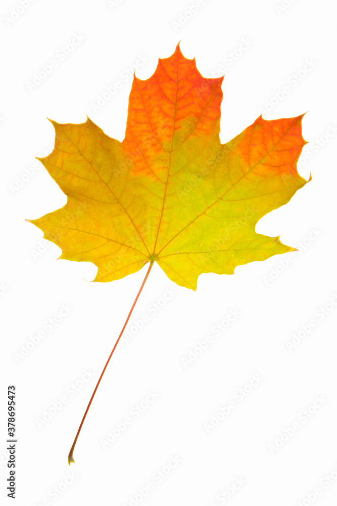 Autumn maple leaf isolated on the white background. Yellow and red leaf Autumn maple leaf isolated on the white background. Yellow and red leaf
