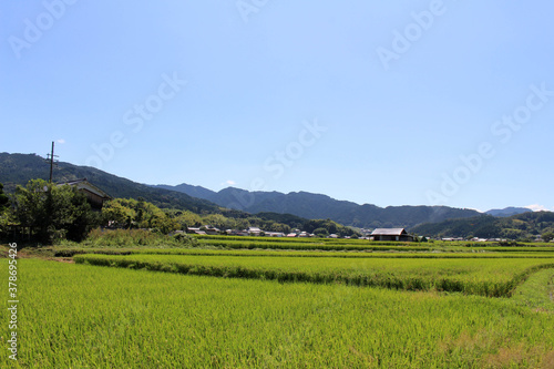 Green paddy field and Japanese houses in Asuka