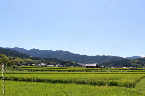 Landscape view of paddy field and Japanese houses in Asuka