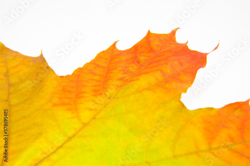 Wallpaper Mural Autumn maple leaf isolated on the white background. Yellow and red leaf Torontodigital.ca