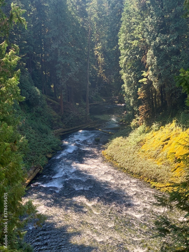 Fototapeta premium river in the forest