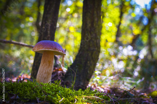 large porcini mushroom grow in wood