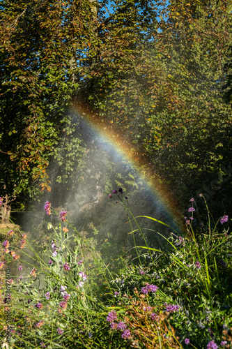water spray on the park in the morning make a beautiful rainbow above the bush and flowers