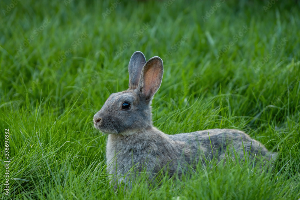 side portrait of a cute grey rabbit resting on green grass field with a small piece of grass hanging on its mouth side portrait of a cute grey rabbit resting on green grass field with a small piece of grass hanging on its mouth