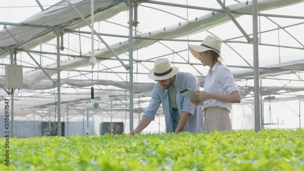 Family Asian man and woman farmer using tablet to inspect vegetables in greenhouses. Modern agriculture use technology to cultivate quality vegetables without toxic chemical. Concept Food business Family Asian man and woman farmer using tablet to inspect vegetables in greenhouses. Modern agriculture use technology to cultivate quality vegetables without toxic chemical. Concept Food business