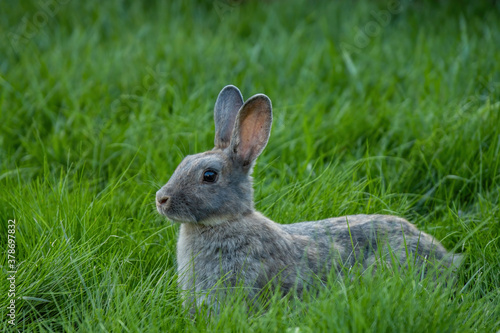 side portrait of a cute grey rabbit resting on green grass field with a small piece of grass hanging on its mouth