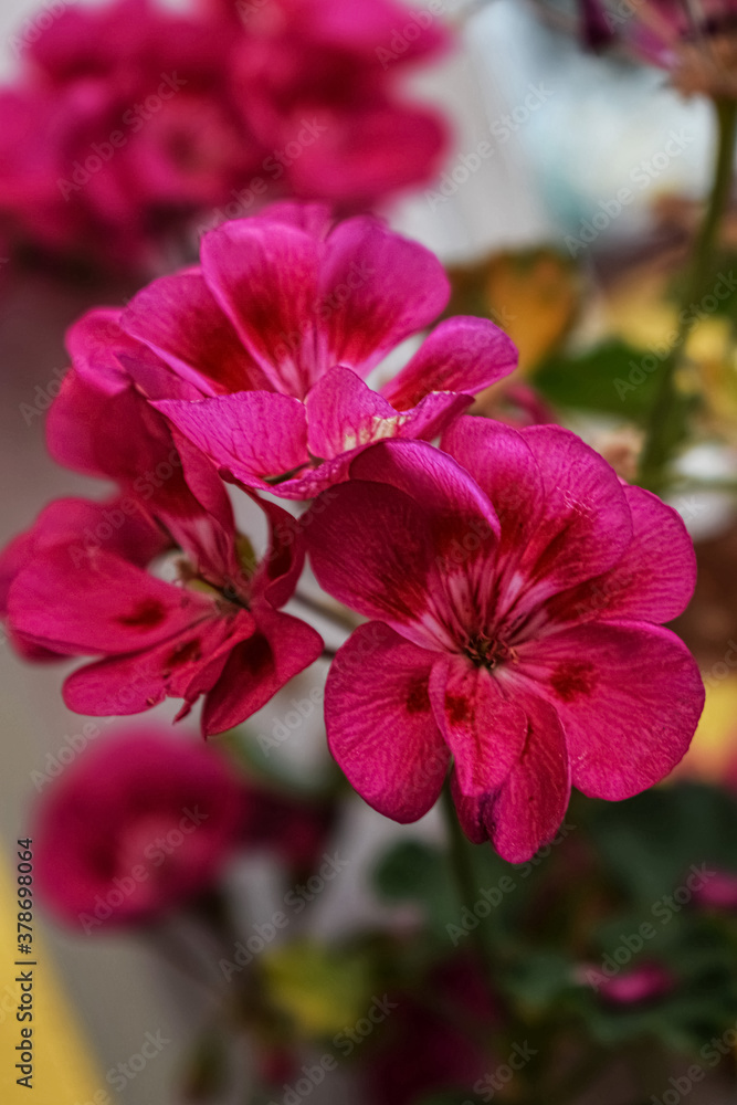 Fototapeta premium Flores Rosadas