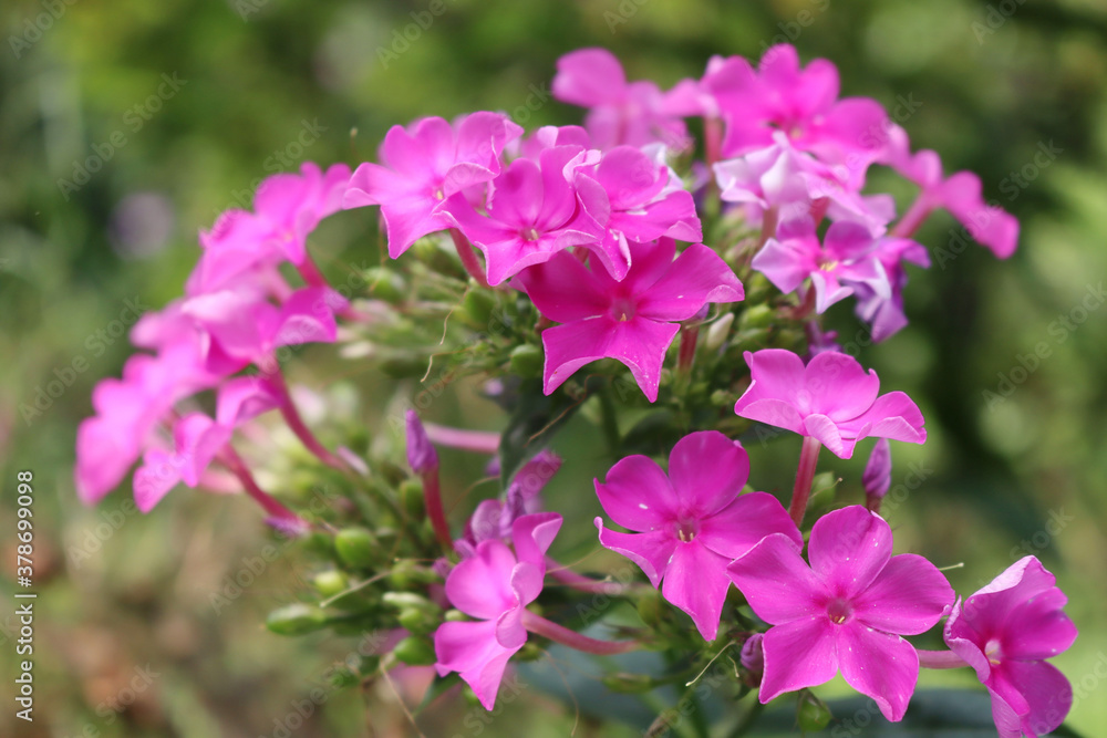 Close-up of pink Phlox in the garden on summer season Close-up of pink Phlox in the garden on summer season