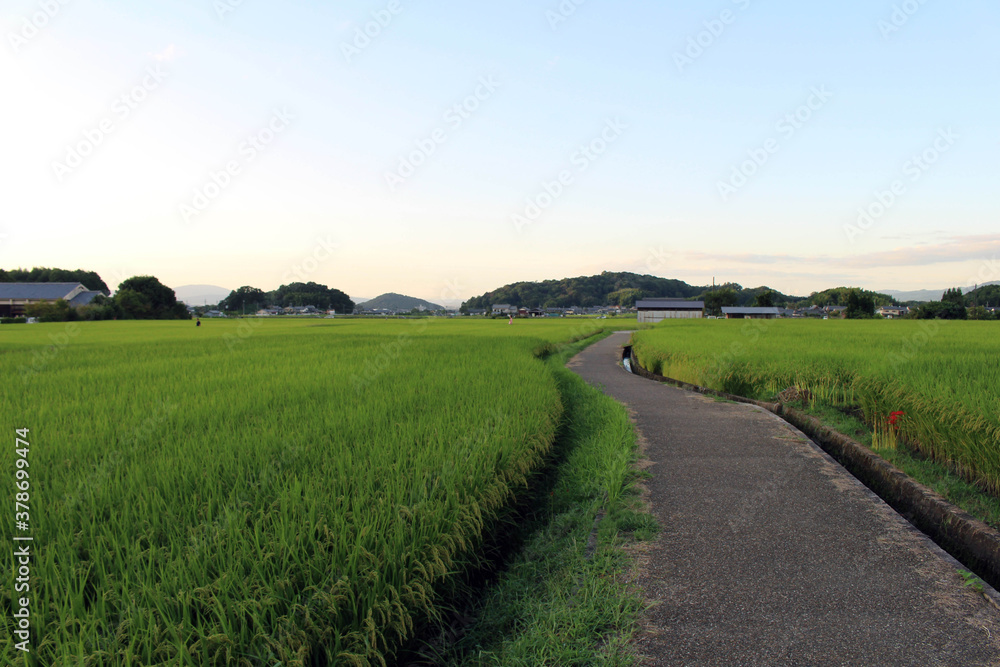 Fototapeta premium Empty path and green paddy field in Asuka, Nara