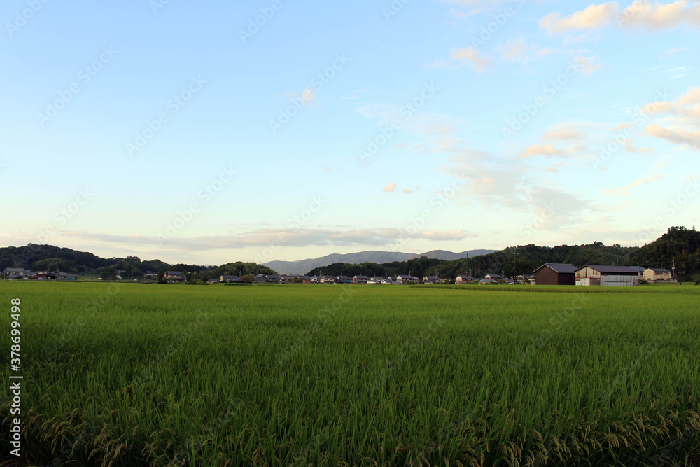 Path, ricefield, and neighborhood in Asuka village