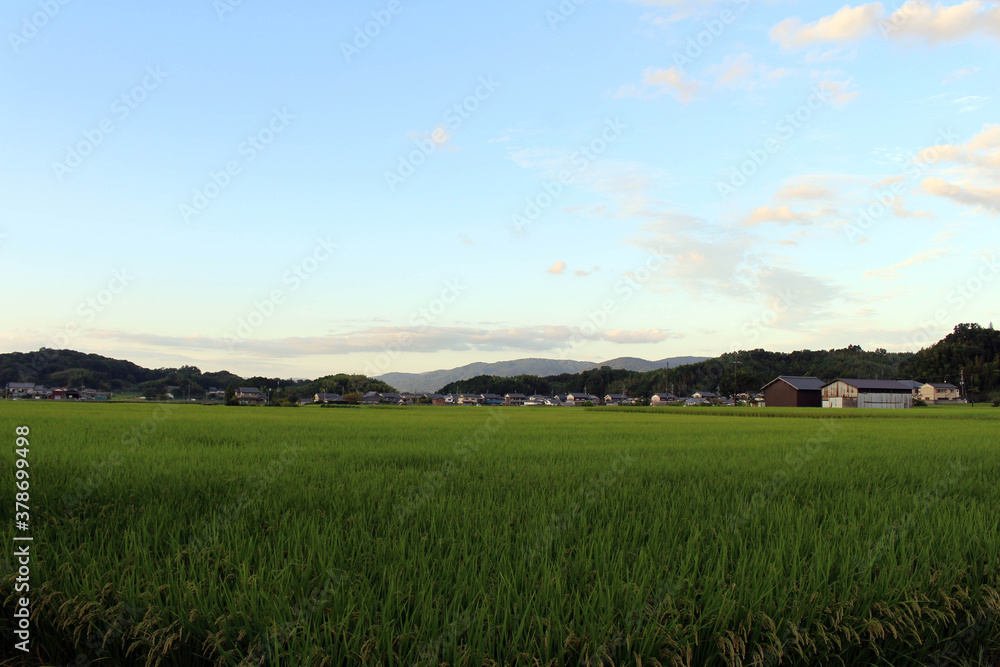 Obraz premium Path, ricefield, and neighborhood in Asuka village