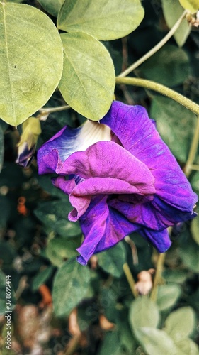 Clitoria ternatea  commonly known as Asian pigeonwings  bluebellvine  blue pea  butterfly pea  cordofan pea and Darwin pea  is a plant species belonging to the family Fabaceae.