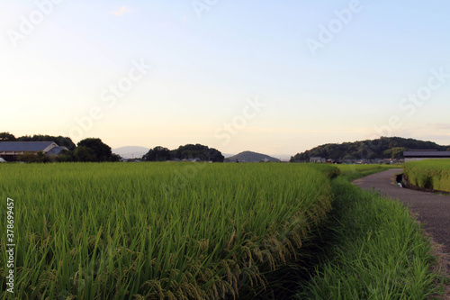 Empty road in the middle of green paddy field in Asuka