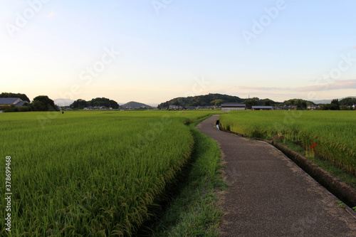 Empty path and green paddy field in Asuka, Nara