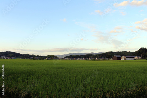 Path  ricefield  and neighborhood in Asuka village