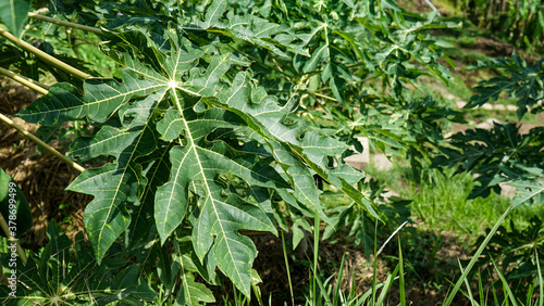 Wallpaper Mural Close up of papaya leaves Torontodigital.ca