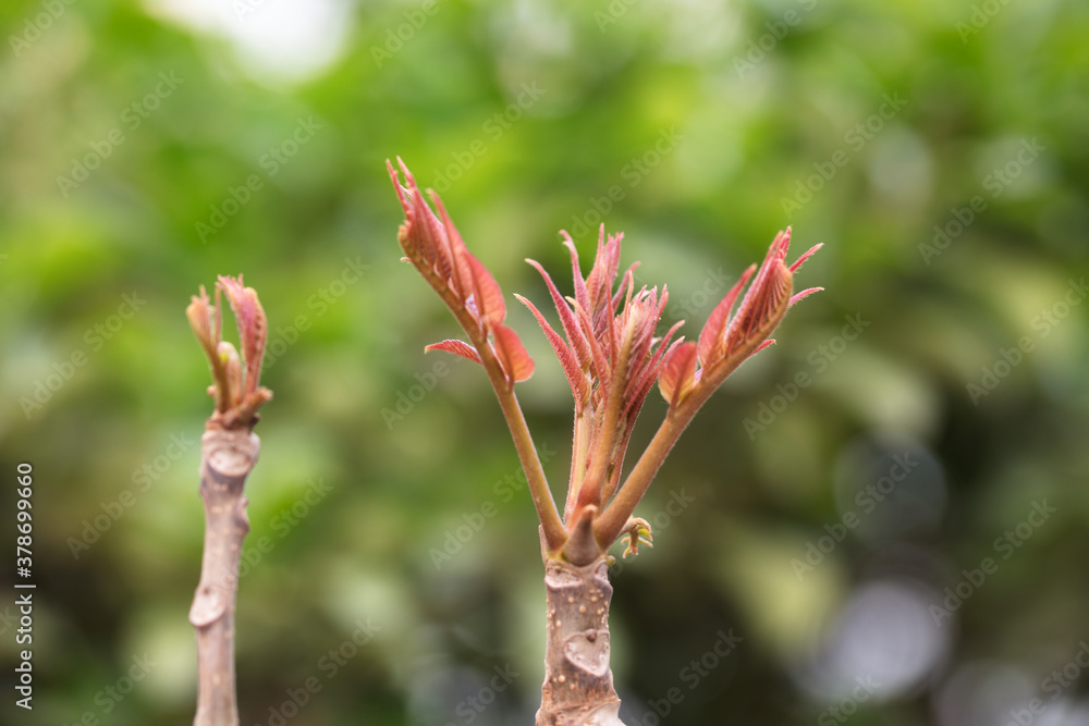 Close-up of fresh toon buds outdoors in spring Close-up of fresh toon buds outdoors in spring