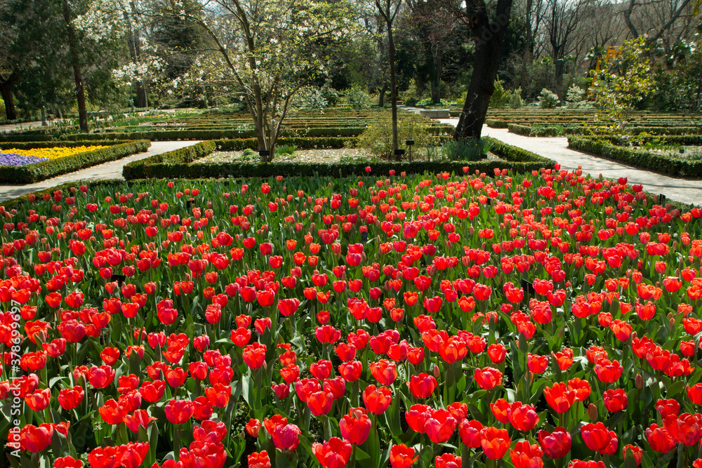 Garden design and landscaping. Tulips. View of the green tulip flower bed foliage and red flowers blooming in the park.