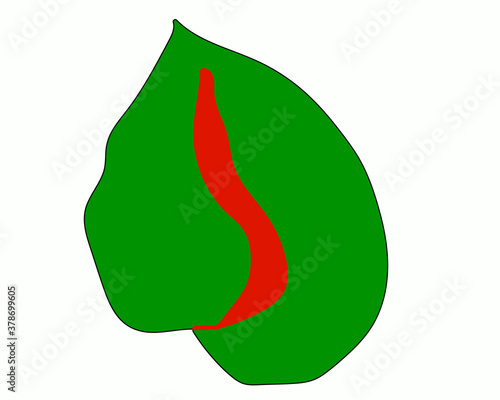 calla lily flower vector illustration