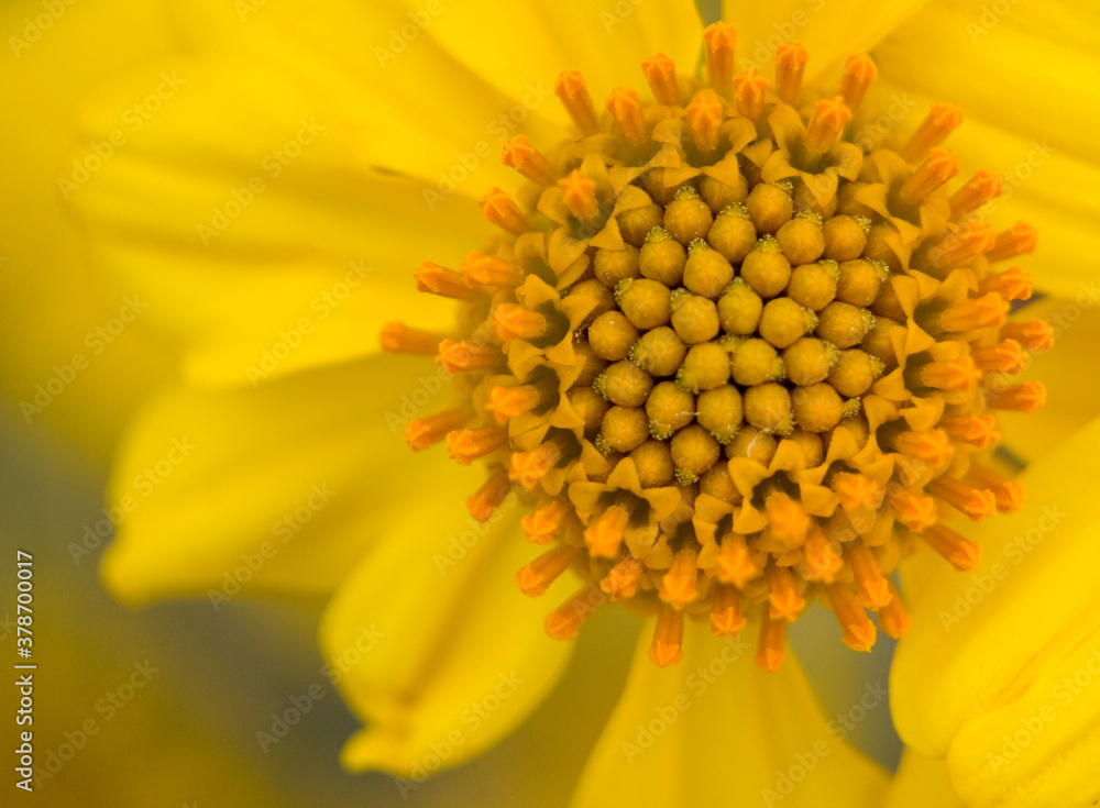 Floret of a yellow sunflower close up in Anza Borrego State Park Floret of a yellow sunflower close up in Anza Borrego State Park